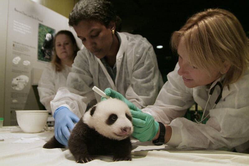 Giant Panda Stem Cells Could Save Endangered Species &#8211; Lab-Grown Conservation
