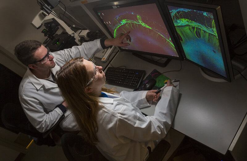 Scientists Created Thinking Brain Tissue in a Lab, Then It Started Remembering Things