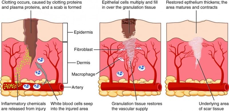 This One Vitamin Became the Secret Weapon in Wound Healing &#8211; Breakthrough Discovery