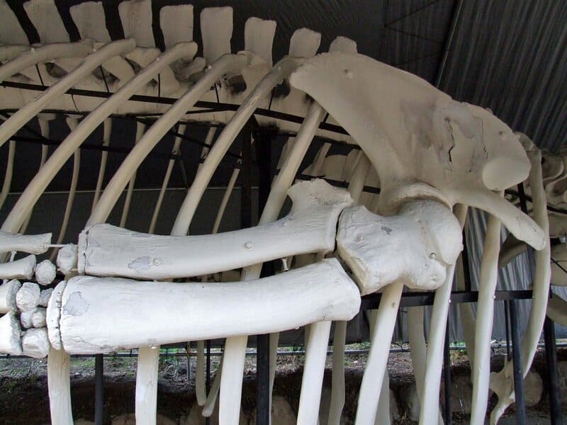 Bone-Eating Worms Have Been Cleaning Ocean Floors for Over 100 Million Years