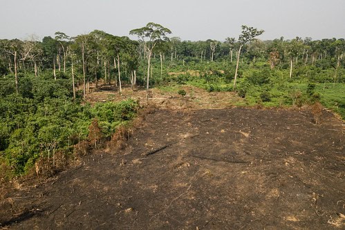 Forest Apocalypse: Why 2025&#8217;s Deforestation Crisis Threatens Human Civilization