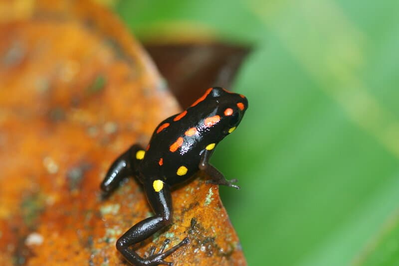 27 New Species Found in Peru&#8217;s &#8216;Human-Dominated&#8217; Rainforest