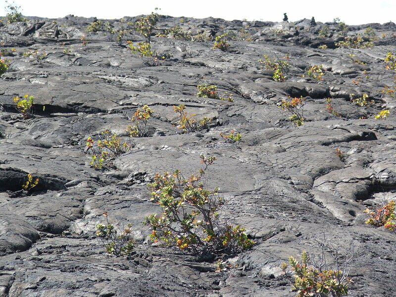 The Climate Solution Hiding in Plain Sight: Trees That Eat CO2 and Poop Out Rocks