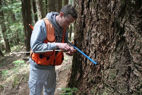 The Climate Solution Hiding in Plain Sight: Trees That Eat CO2 and Poop Out Rocks