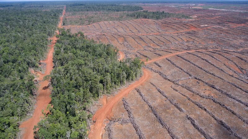 Forest Apocalypse: Why 2025&#8217;s Deforestation Crisis Threatens Human Civilization