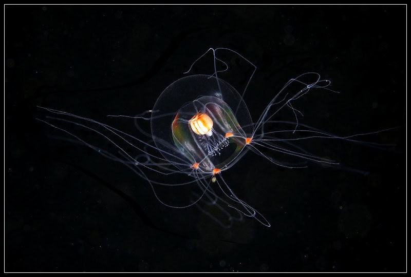 Scientists Discover Immortal Jellyfish That Reverses Aging Process