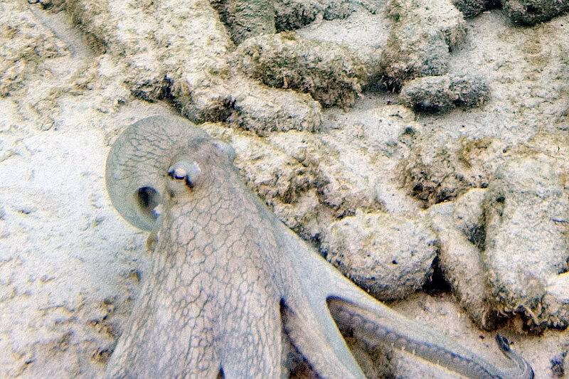 How Octopuses Became the Ocean&#8217;s Smartest Invertebrates — 25 Problem-Solving Abilities