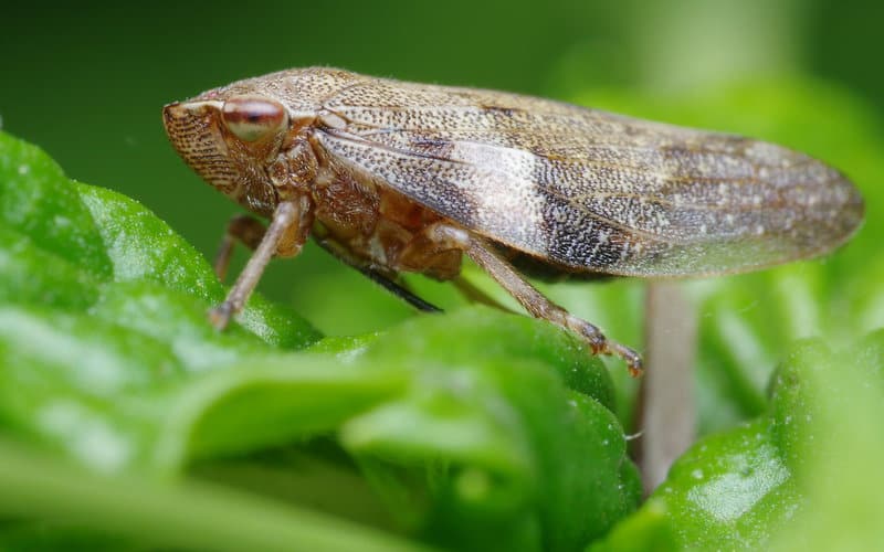 30 Animals Whose Building Skills Rival Human Engineers