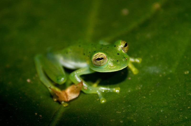 27 New Species Found in Peru&#8217;s &#8216;Human-Dominated&#8217; Rainforest