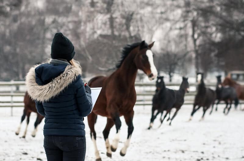 Scientists Decode Horse Facial Expressions to Better Understand Their Emotions