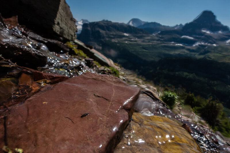 Antarctica Is Growing New Forests—But It&#8217;s Not Good News