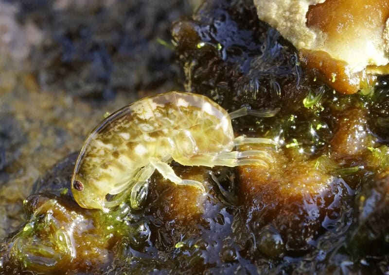 Breaking Ice: Revolutionary Discoveries Reveal Antarctica&#8217;s Hidden Biological Treasures