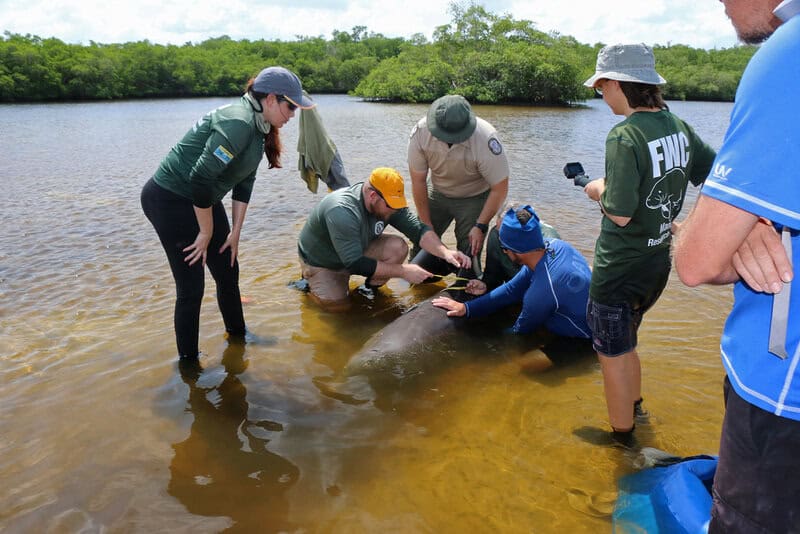 Mice&#8217;s Jaw-Dropping Instinct to Save Buddies from the Brink – Nature&#8217;s Paramedics?