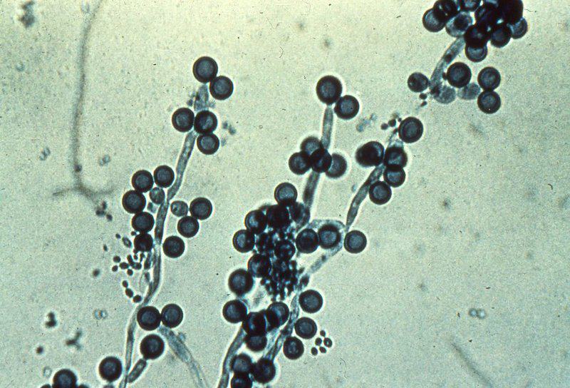 The Microscopic Vampire That Could Cure Candida Infections