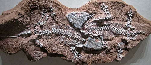 Massive Extinct Salamander With Vice-Like Jaws Found in Tennessee Fossil