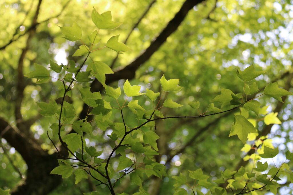 The Tree That&#8217;s Been Sending Secret Messages for 500 Years