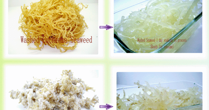 How Seaweed Farming Could Feed the World After Nuclear War