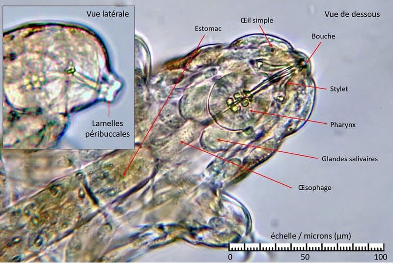 The Animal That Walked Into a Nuclear Reactor and Came Out Stronger