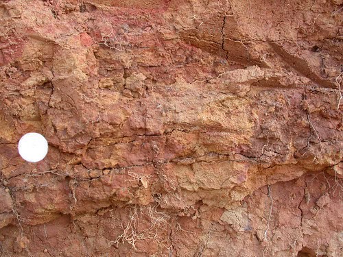 The Climate Solution Hiding in Plain Sight: Trees That Eat CO2 and Poop Out Rocks