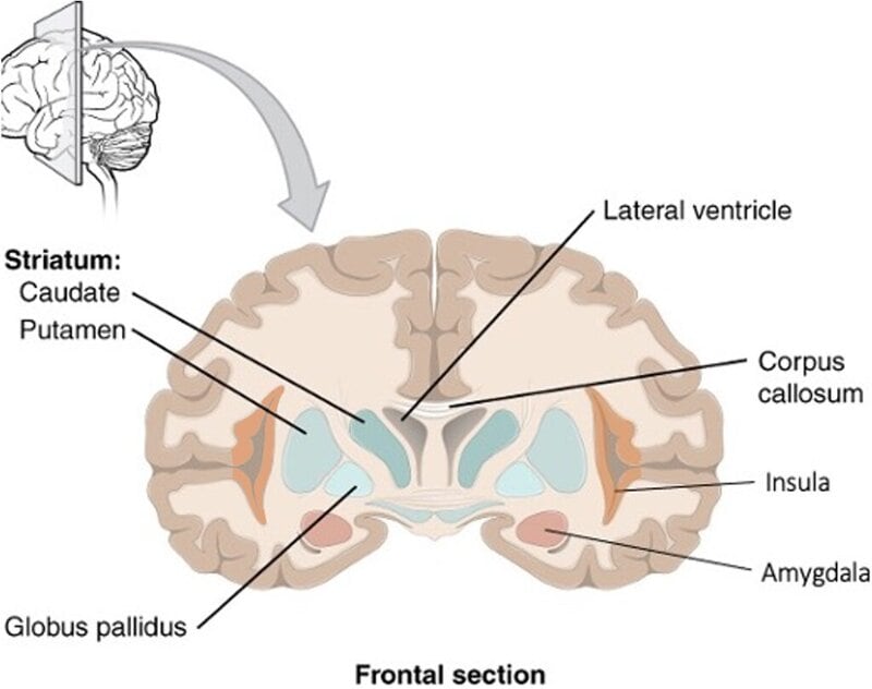 The Free Will Illusion: How Your Brain Tricks You Into Thinking You&#8217;re Making Choices