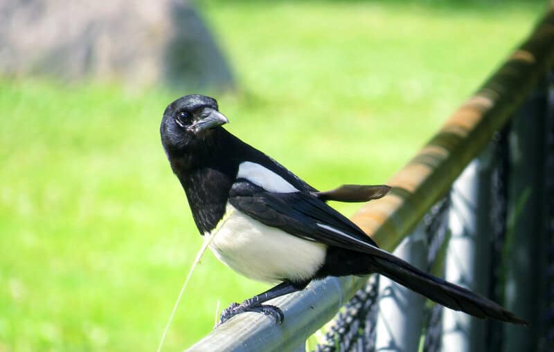 The Mirror Test Results: 23 Animals That Actually Recognize Themselves