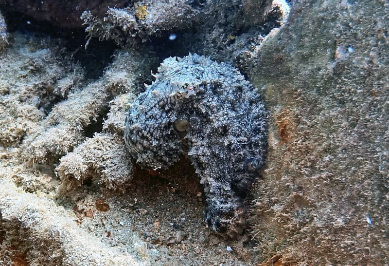 How Octopuses Became the Ocean&#8217;s Smartest Invertebrates — 25 Problem-Solving Abilities