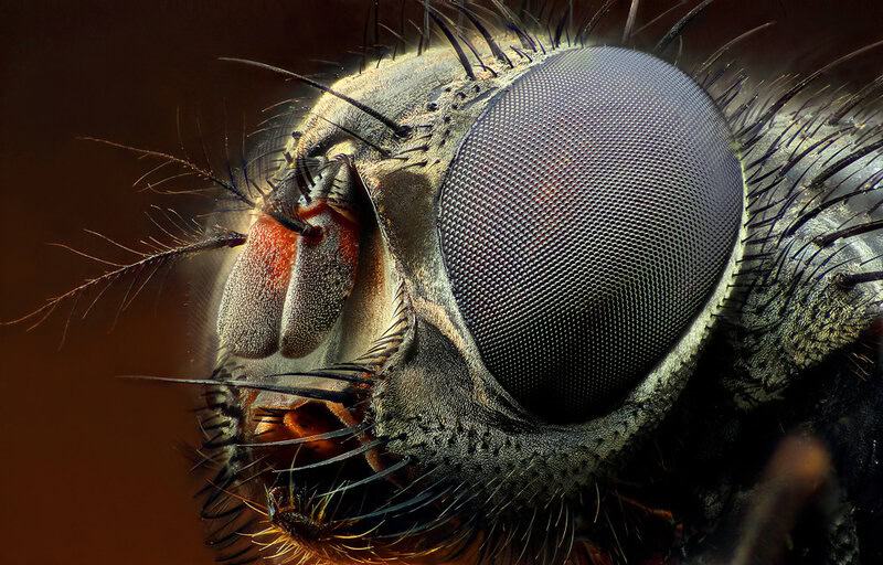 Forbidden Colors for Bugs? These Mediterranean Rebels Spot Red Anyway.