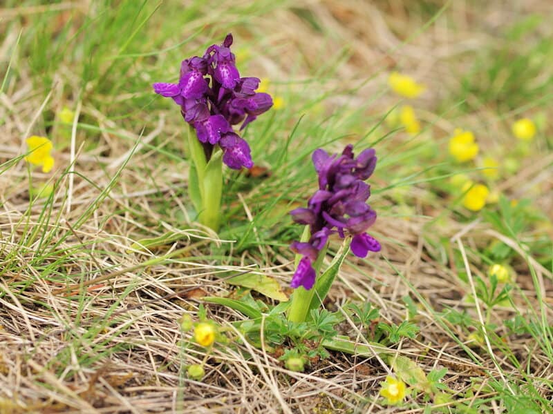 The Shapeshifters: Plants That Become Invisible to Survive