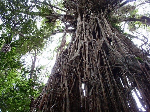 The Climate Solution Hiding in Plain Sight: Trees That Eat CO2 and Poop Out Rocks