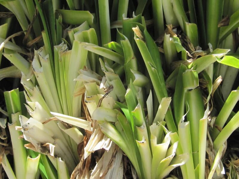 Plants Are Screaming When You Cut Them—We Just Couldn&#8217;t Hear It