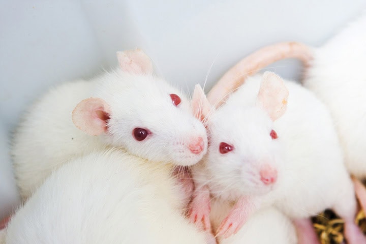 Mice&#8217;s Jaw-Dropping Instinct to Save Buddies from the Brink – Nature&#8217;s Paramedics?