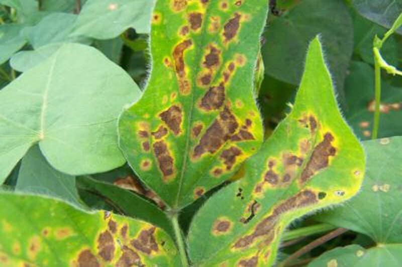 Plants Are Screaming When You Cut Them—We Just Couldn&#8217;t Hear It