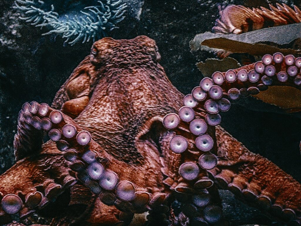 How Octopuses Became the Ocean&#8217;s Smartest Invertebrates — 25 Problem-Solving Abilities