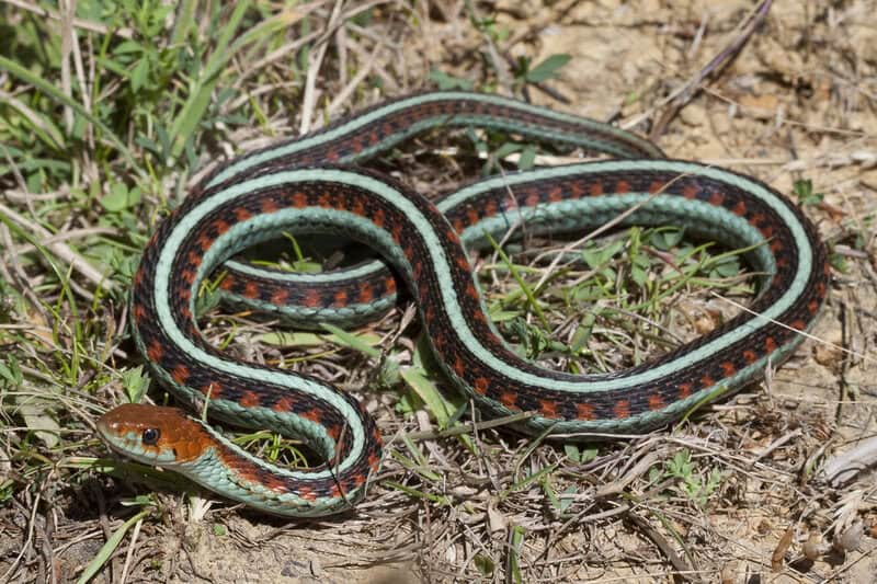 The Great Escape Artists: Animals That Fake Death Better Than Any Actor