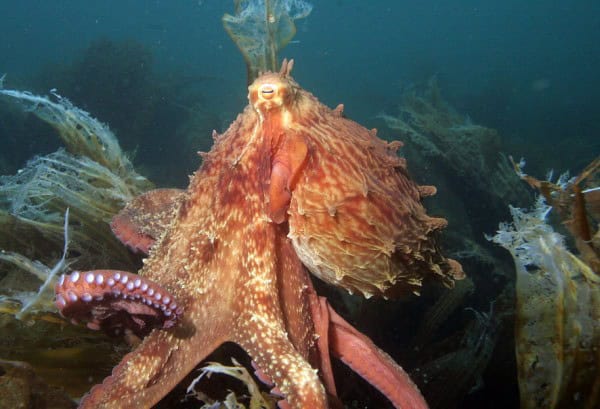 How Octopuses Became the Ocean&#8217;s Smartest Invertebrates — 25 Problem-Solving Abilities
