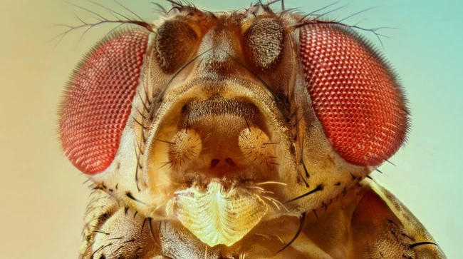 Scientists Map 140,000 Neurons in Fruit Fly Brain &#8211; Here&#8217;s What It Reveals About Human Memory