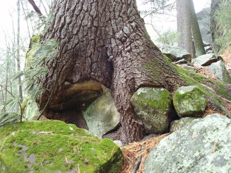The Climate Solution Hiding in Plain Sight: Trees That Eat CO2 and Poop Out Rocks