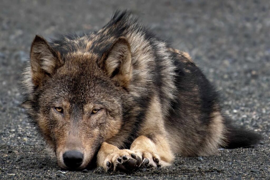 Why Scientists Are Officially Debunking the &#8220;Alpha Wolf&#8221; Theory—And What It Means for Leadership