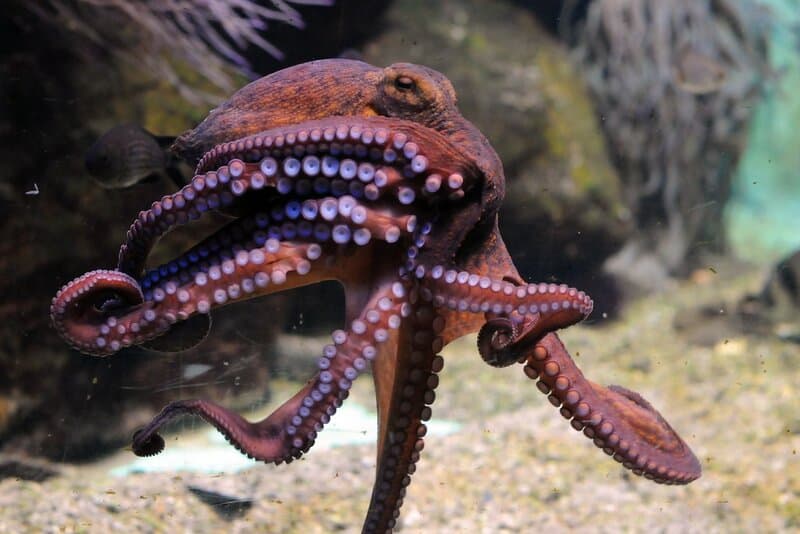 How Octopuses Became the Ocean&#8217;s Smartest Invertebrates — 25 Problem-Solving Abilities