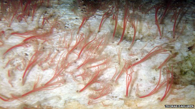 Bone-Eating Worms Have Been Cleaning Ocean Floors for Over 100 Million Years