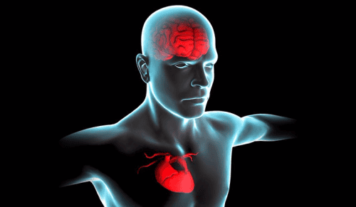 Scientists Discovered a &#8220;Second Brain&#8221; in Your Heart—And It Remembers Everything