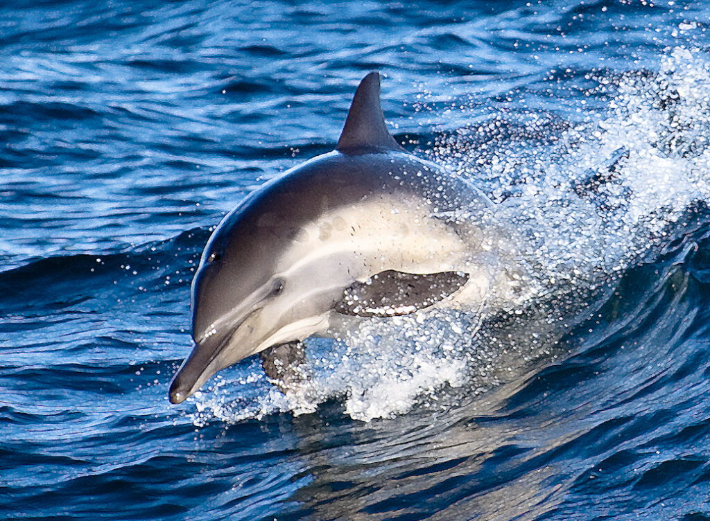 Dolphins Have Secret Names—And They Remember Them for Their Entire Lives