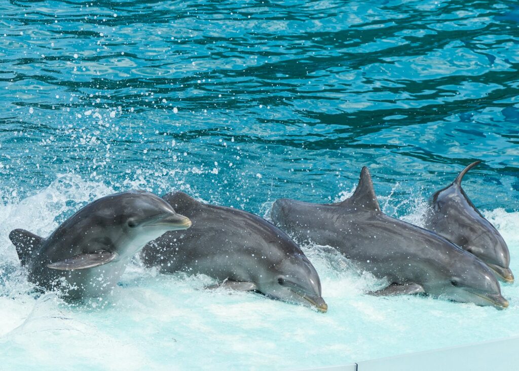 Why Dolphins Are Deliberately Teaching Their Young to Hate Humans