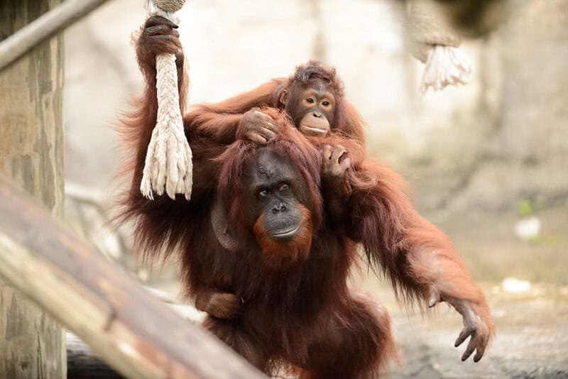 Wild Orangutans Show Communication Complexity Thought to Be Uniquely Human