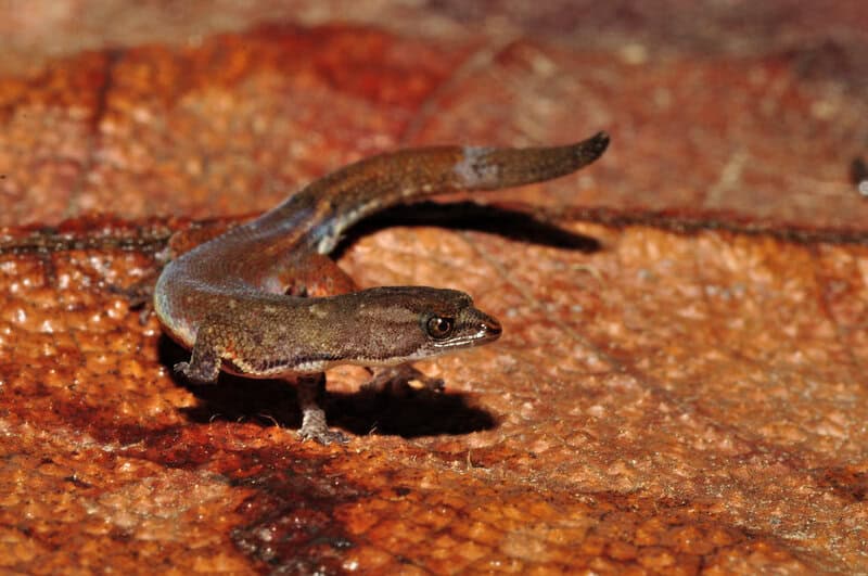 27 New Species Found in Peru&#8217;s &#8216;Human-Dominated&#8217; Rainforest