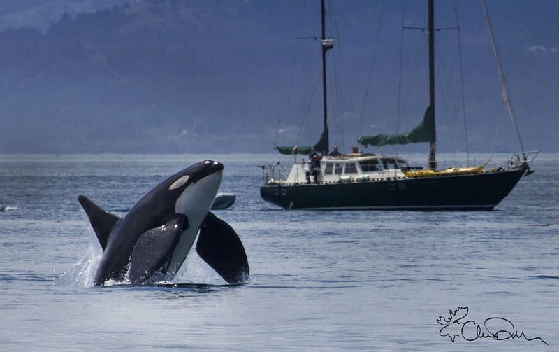 The Ocean&#8217;s Missing Sound: Why Whales Can&#8217;t Hear Each Other Anymore