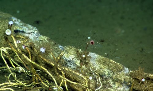 Bone-Eating Worms Have Been Cleaning Ocean Floors for Over 100 Million Years