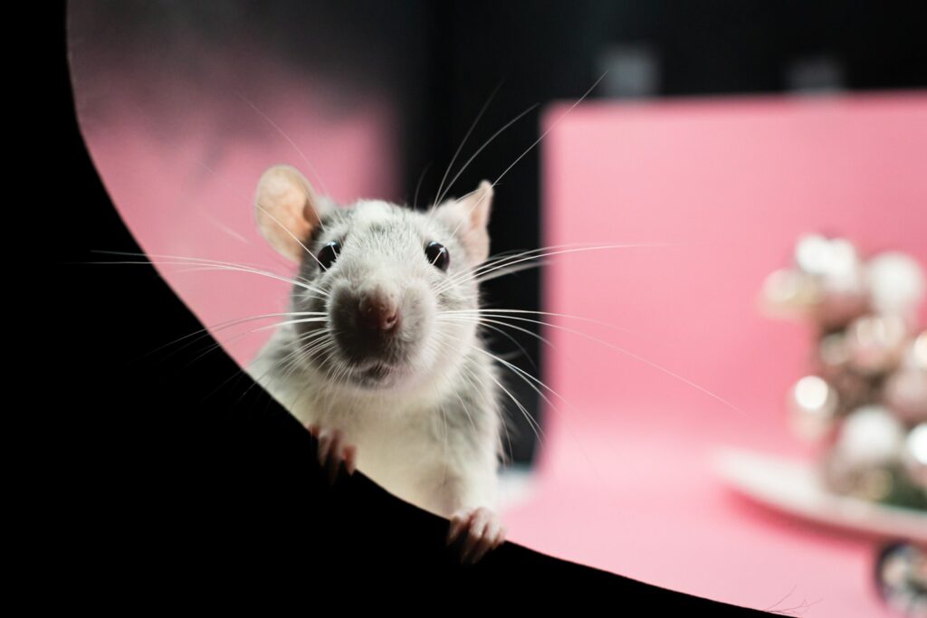 Mice&#8217;s Jaw-Dropping Instinct to Save Buddies from the Brink – Nature&#8217;s Paramedics?