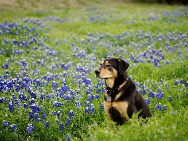 How to Get the Best Pets in Fallout Shelter