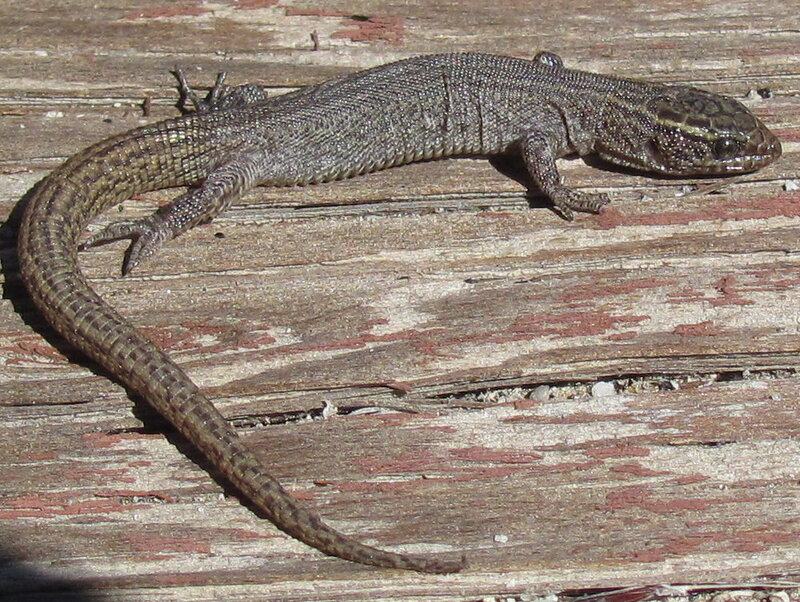 27 New Species Found in Peru&#8217;s &#8216;Human-Dominated&#8217; Rainforest